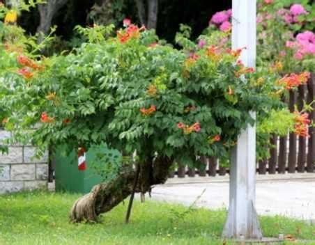 bwinone|bignone en arbre.